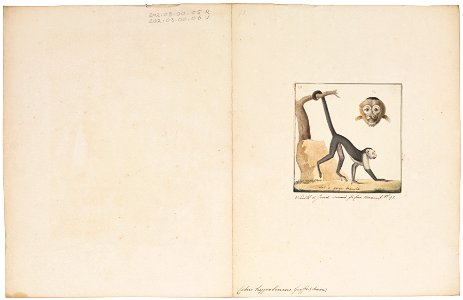 Cebus hypoleucus - 1829-1867 - Print - Iconographia Zoologica - Special Collections University of Amsterdam - UBA01 IZ20200155