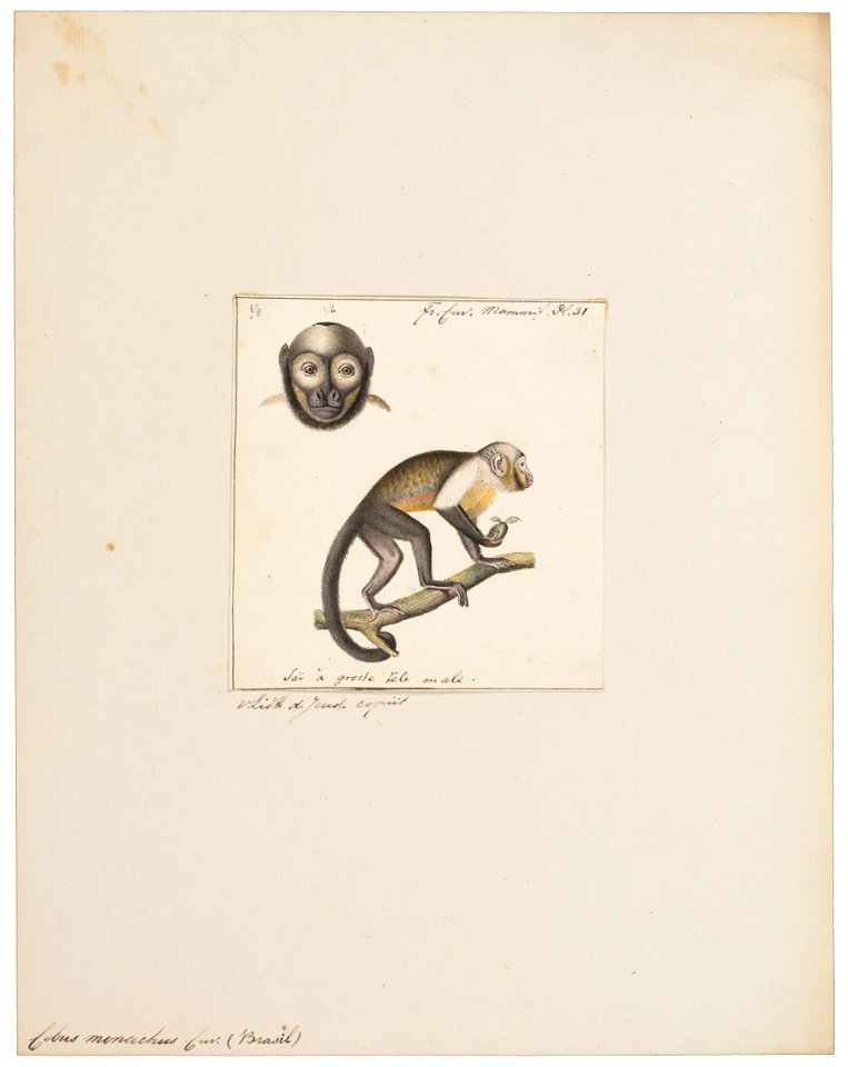 Cebus monachus - 1829-1867 - Print - Iconographia Zoologica - Special Collections University of Amsterdam - UBA01 IZ20200188