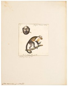 Cebus monachus - 1829-1867 - Print - Iconographia Zoologica - Special Collections University of Amsterdam - UBA01 IZ20200188