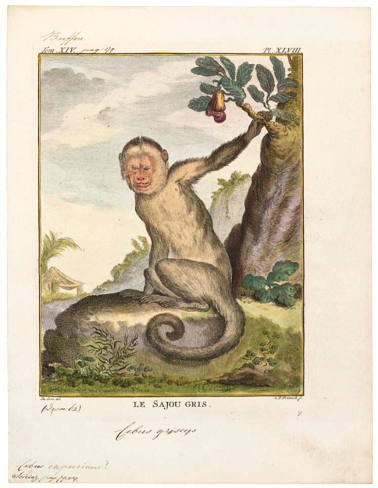 Cebus capucinus - 1700-1880 - Print - Iconographia Zoologica - Special Collections University of Amsterdam - UBA01 IZ20200160