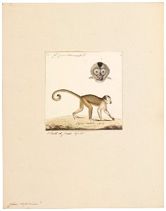 Cebus capucinus - 1829-1867 - Print - Iconographia Zoologica - Special Collections University of Amsterdam - UBA01 IZ20200174