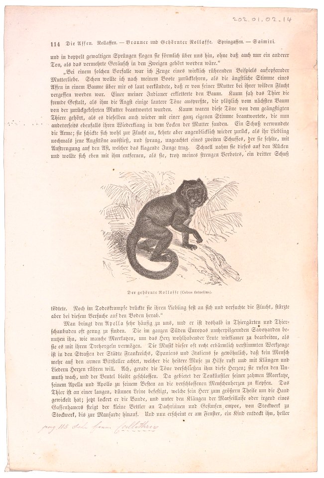Cebus fatuellus - 1700-1880 - Print - Iconographia Zoologica - Special Collections University of Amsterdam - UBA01 IZ20200036