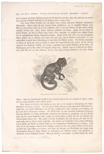 Cebus fatuellus - 1700-1880 - Print - Iconographia Zoologica - Special Collections University of Amsterdam - UBA01 IZ20200036