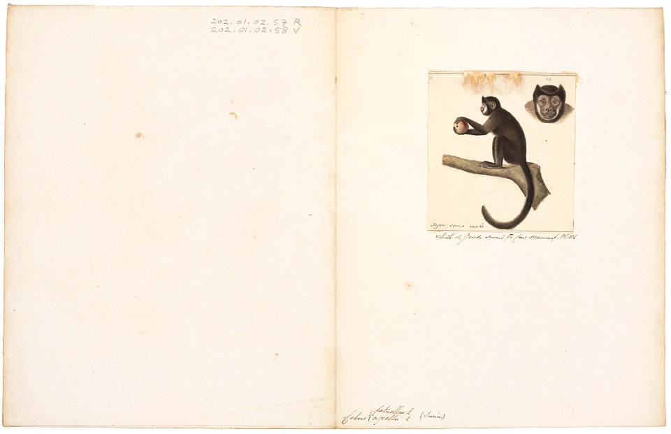 Cebus fatuellus - 1829-1867 - Print - Iconographia Zoologica - Special Collections University of Amsterdam - UBA01 IZ20200078