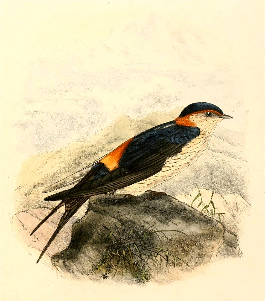 Cecropis daurica nipalensis 1894