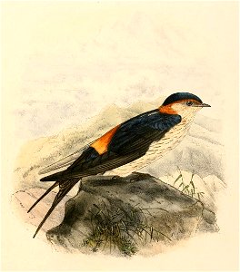 Cecropis daurica nipalensis 1894