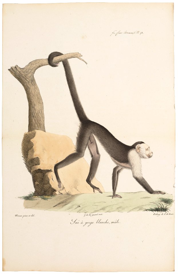 Cebus hypoleucus - 1818-1842 - Print - Iconographia Zoologica - Special Collections University of Amsterdam - UBA01 IZ20200154