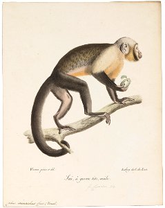 Cebus monachus - 1818-1842 - Print - Iconographia Zoologica - Special Collections University of Amsterdam - UBA01 IZ20200186