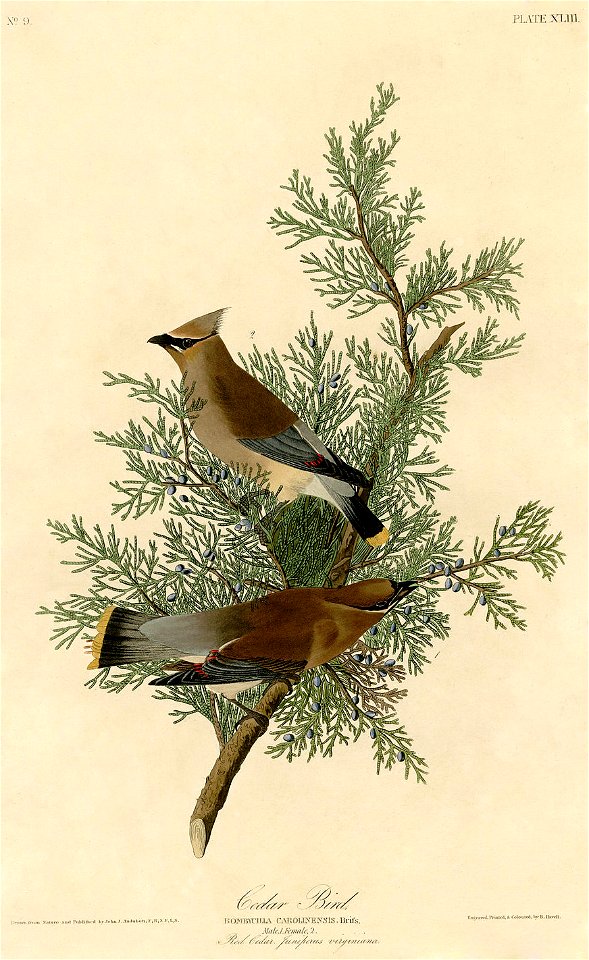 Cedar Bird (Audubon)