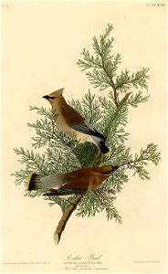 Cedar Bird (Audubon)