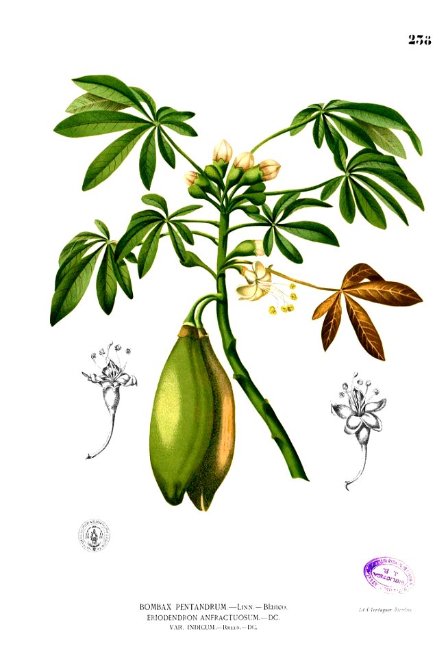 Ceiba pentandra Blanco2.238