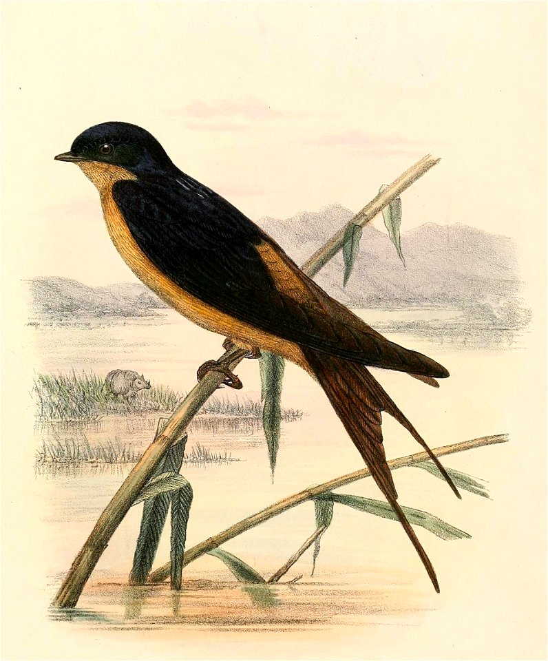 Cecropis semirufa 1894