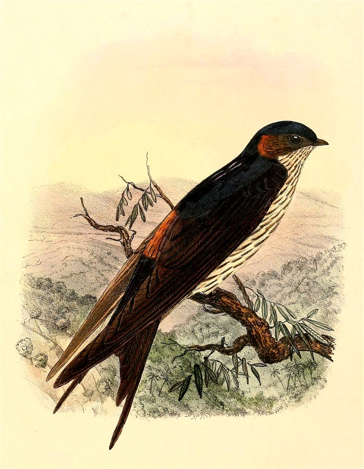 Cecropis striolata 1894