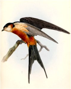 Cecropis senegalensis monteiri 1862