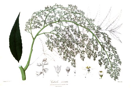 CedrelaSerrataRoyle