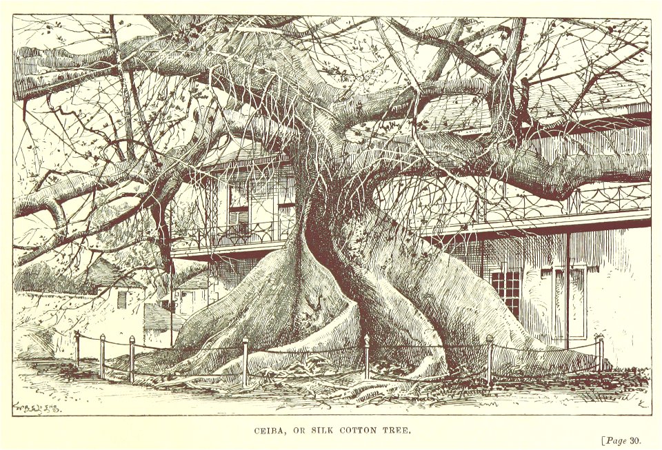 Ceiba, or silk cotton tree