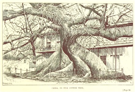 Ceiba, or silk cotton tree