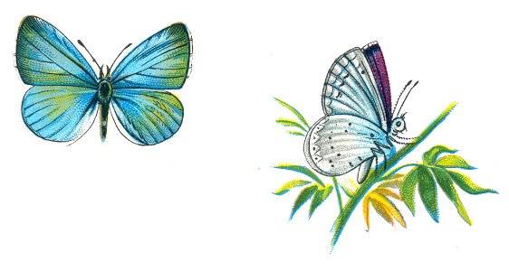 Celastrina argiolus male Nemos