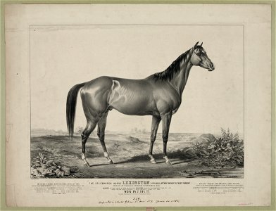 Celebrated horse lexington (5 yrs. old) by Boston out of Alice Carneal- Bred by Dr. Warfield, owned by R. Ten Broeck, esq. winner of the great 4 mile match for $20,000 against LCCN90714355