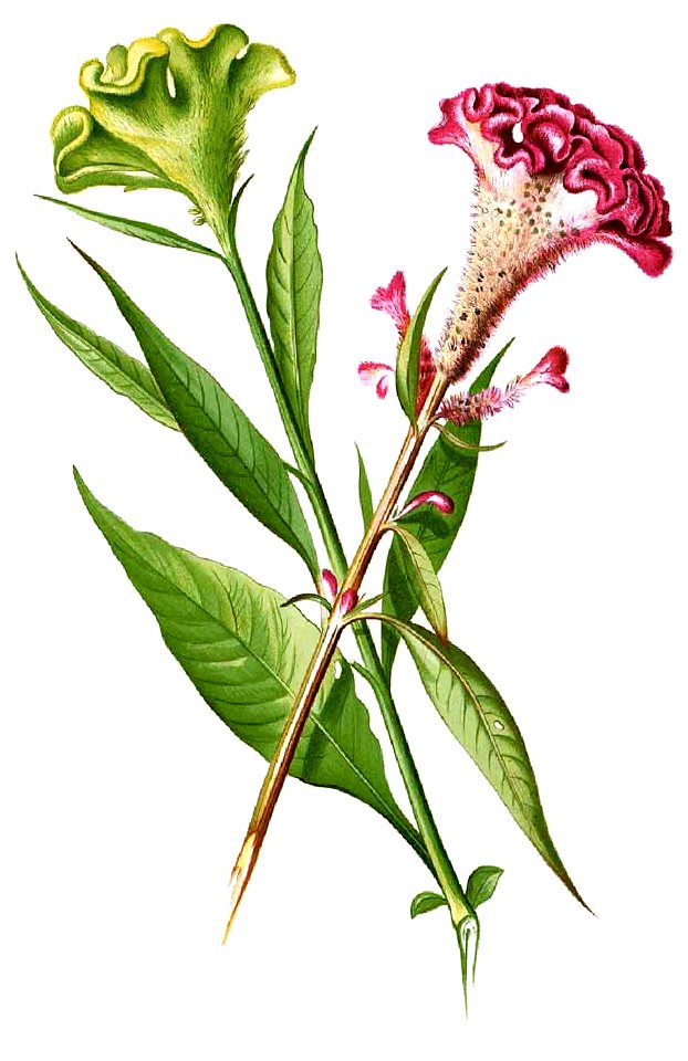 Celosia cristata Blanco1.64-cropped