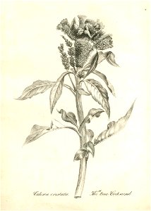 Celosa cristata (BM 1899,0713.208.8)