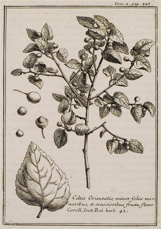 Celtis Orientalis, minor foliis minoribus, et crassioribus, fructu, flavo Coroll Inst Rei herb 42 - Tournefort Joseph Pitton De - 1717