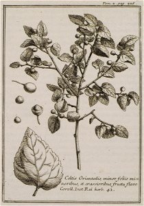 Celtis Orientalis, minor foliis minoribus, et crassioribus, fructu, flavo Coroll Inst Rei herb 42 - Tournefort Joseph Pitton De - 1717