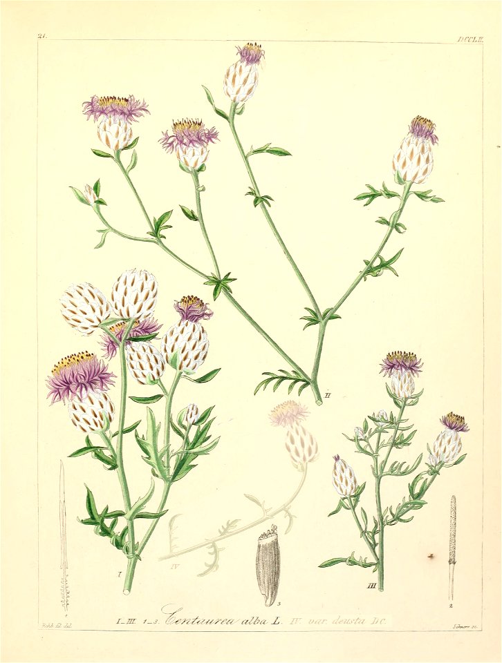 Centaurea alba - 001x