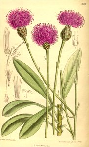 Centaurea crassifolia 139-8508