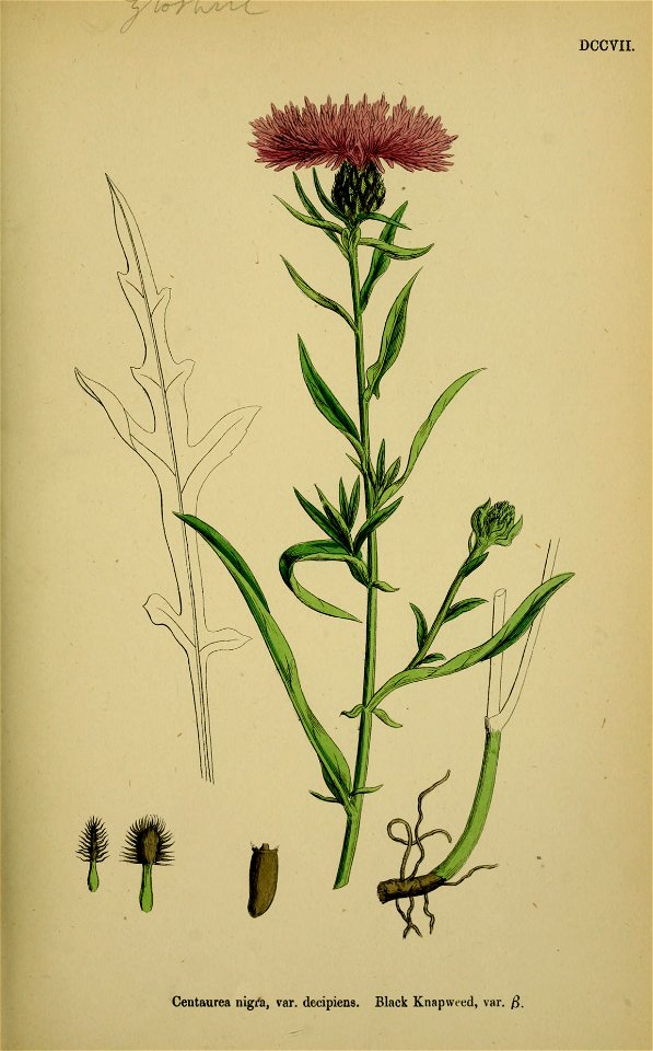 Centaurea decipiens