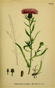 Centaurea decipiens