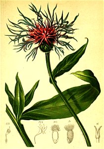 Centaurea alpina Atlas Alpenflora