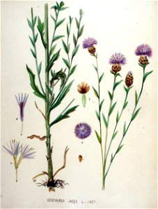 Centaurea jacea — Flora Batava — Volume v19