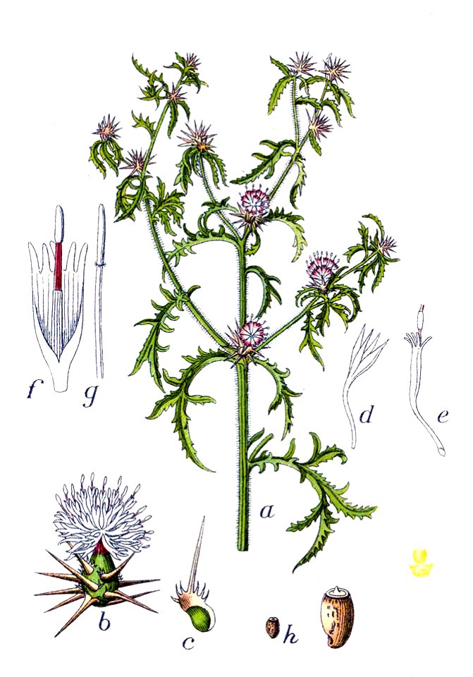 Centaurea calcitrapa Sturm28