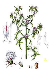 Centaurea calcitrapa Sturm28