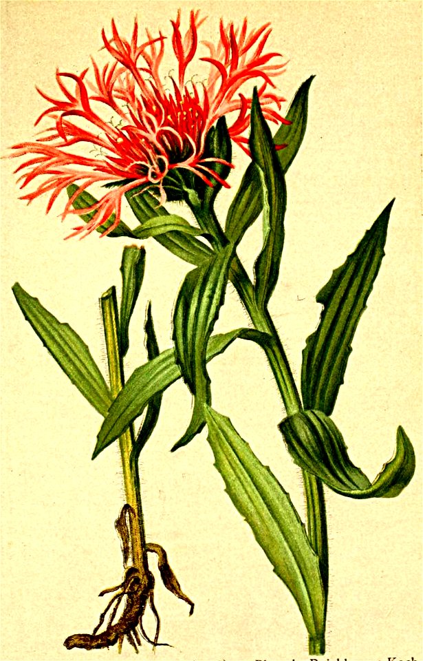 Centaurea plumosa Atlas Alpenflora