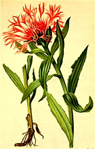 Centaurea plumosa Atlas Alpenflora