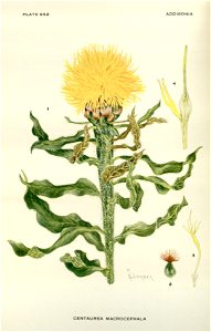 Centaurea macrocephala - 001x