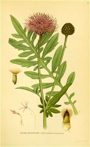 Centaurea scabiosa ssp scabiosa