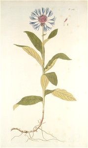 Centaurea montana - 001x