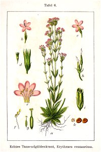 Centaurium erythraea Sturm10006