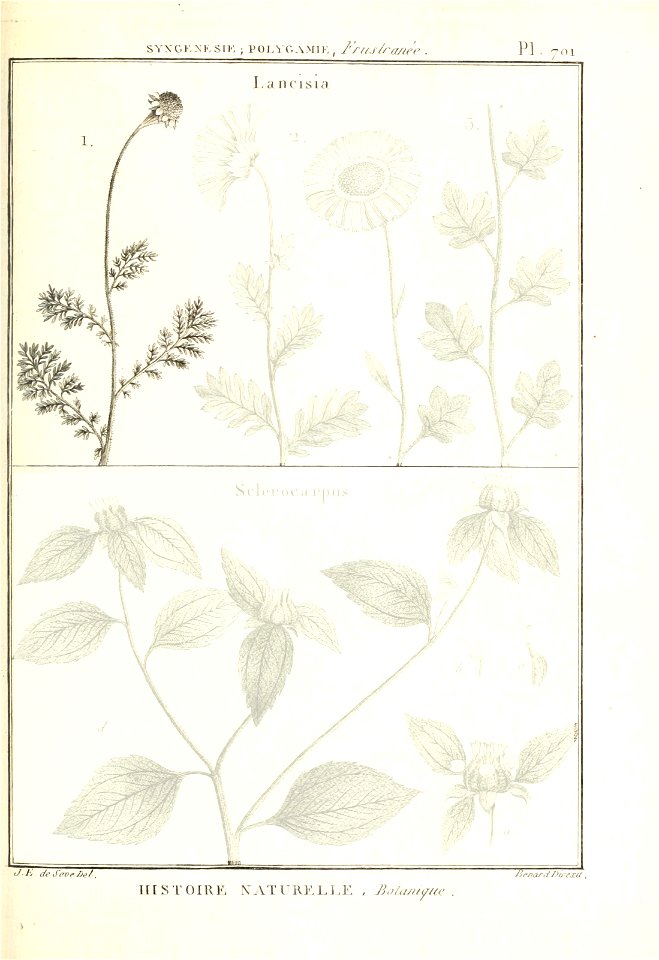 Cenia turbinata