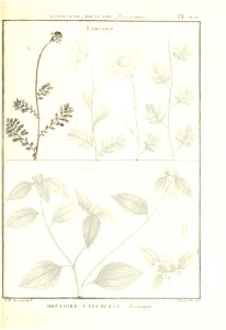 Cenia turbinata