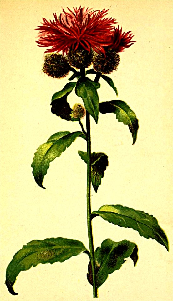 Centaurea phrygia Atlas Alpenflora