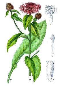 Centaurea pseudophrygia Sturm23