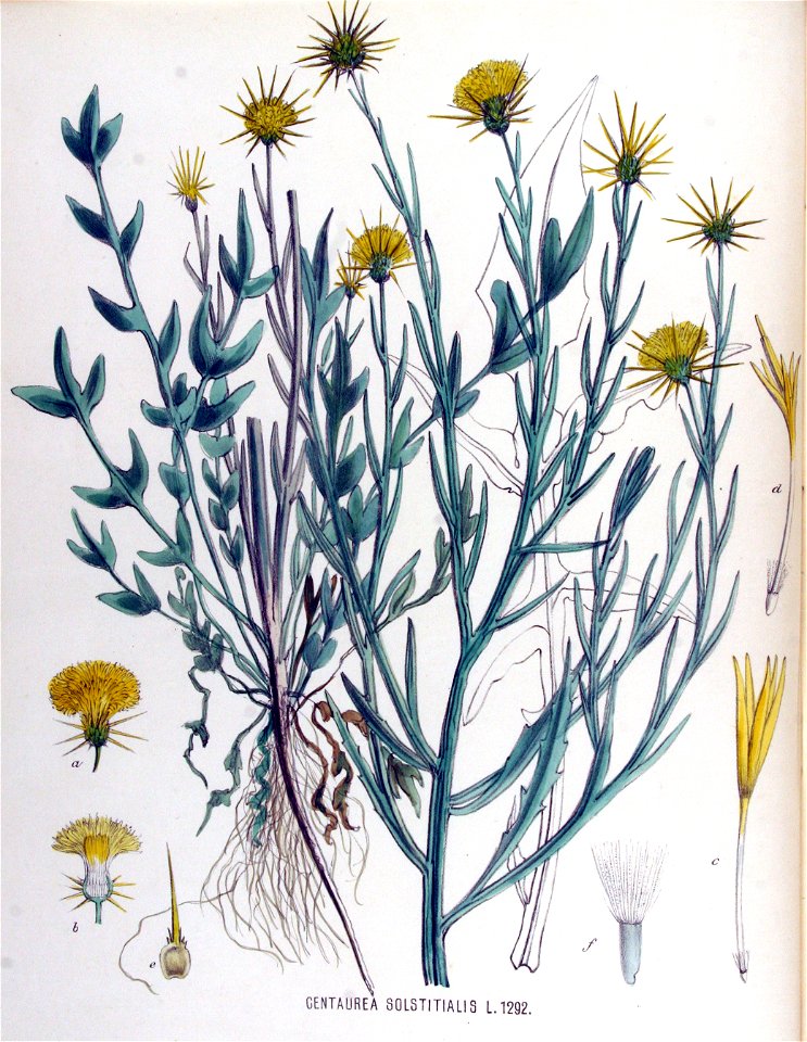 Centaurea solstitialis — Flora Batava — Volume v17