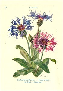 Centaurée-J.Eudes-42