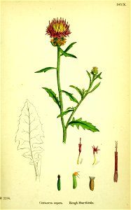 Centaurea aspera001