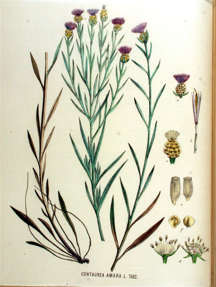 Centaurea amara — Flora Batava — Volume v18