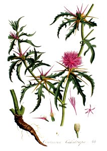 Centaurea calcitrapa — Flora Batava — Volume v2